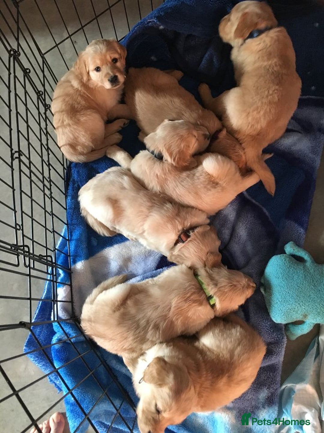 Labrador Retriever dogs for sale: Cute Labrador retriever puppies ready 4lv - Advert 1