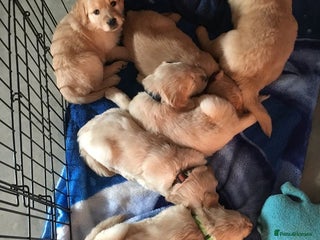 Labrador Retriever dogs Cute Labrador retriever puppies ready 4lv - Advert 2