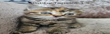 Mixed Breed Kitten 4 brown tabby female