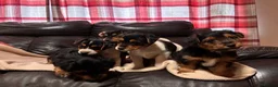 Jack Russell dogs for sale: 🐶 PURE JACK RUSSELL PUPPIES FOR SALE - Advert 13