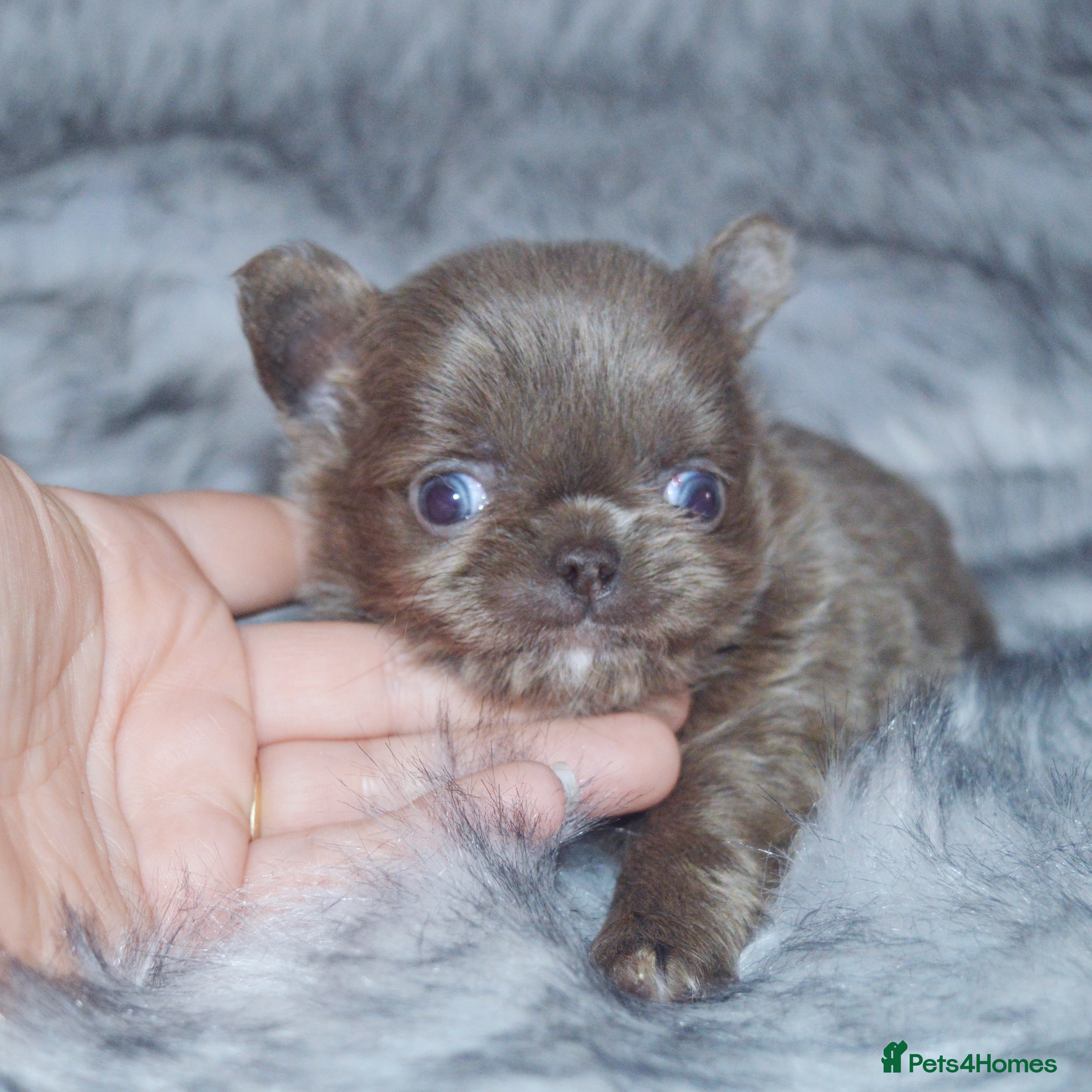 Chihuahua dogs EXTENSIVELY HEALTH TESTED KC REG CHIHUAHUAS  - Advert 2