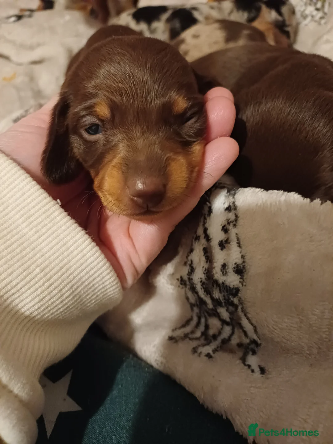 Dachshund dogs for sale: For sale miniature dachshund puppies  - Advert 11