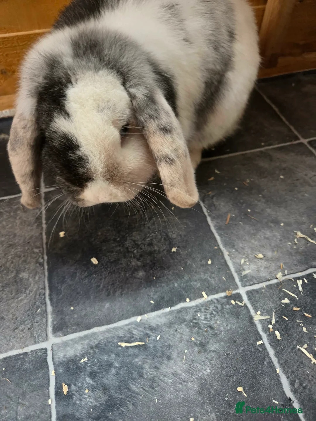 Mini Lop rabbits for sale: 3 beautiful mini pops  in Hull - Advert 5