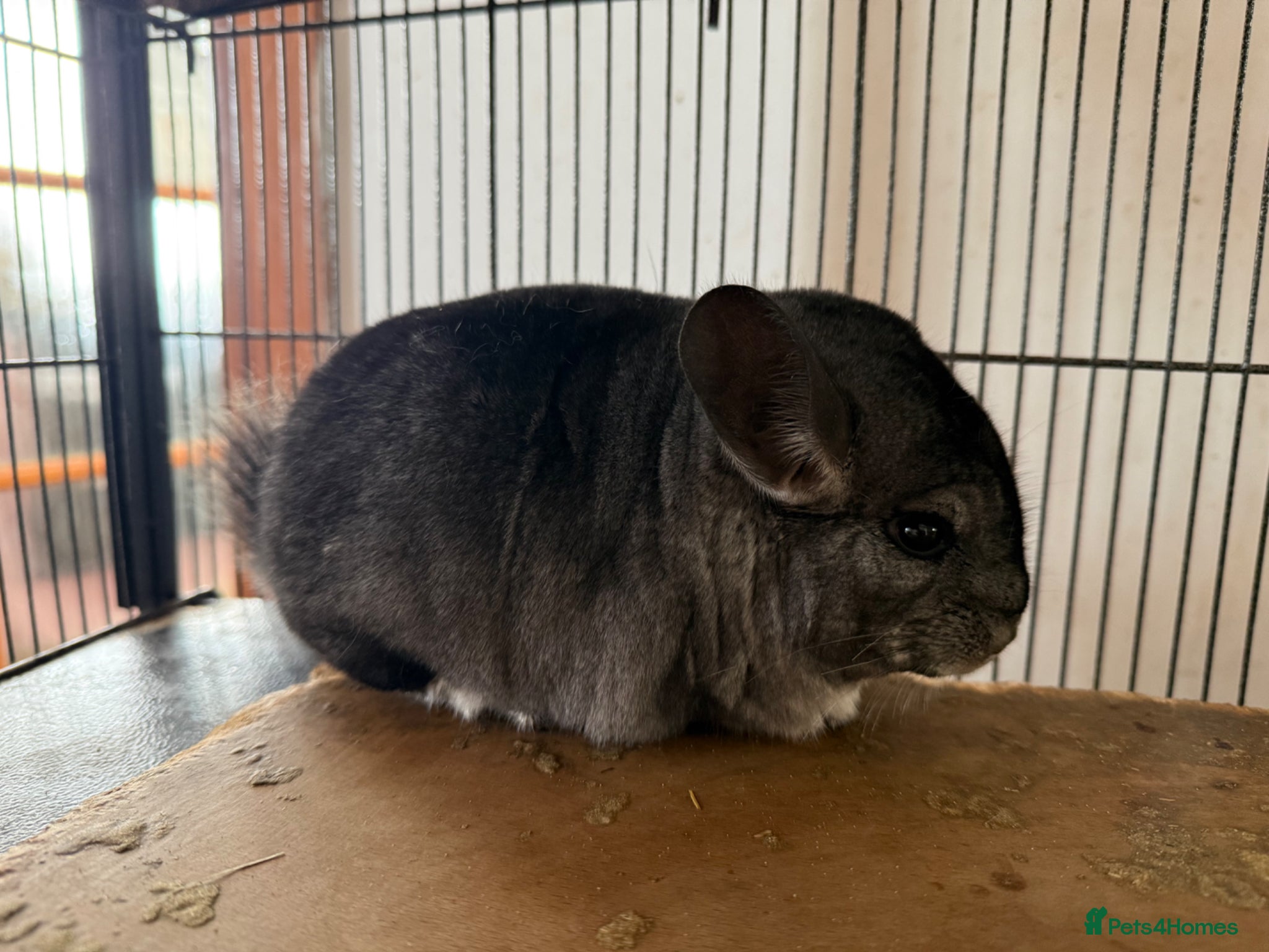 Chinchilla rodents 2 Beautiful Male Grey Chinchillas - Advert 1