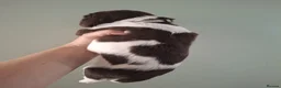 English Springer Spaniel dogs for sale: English Springer Spaniel Puppies in Nottingham - Advert 10