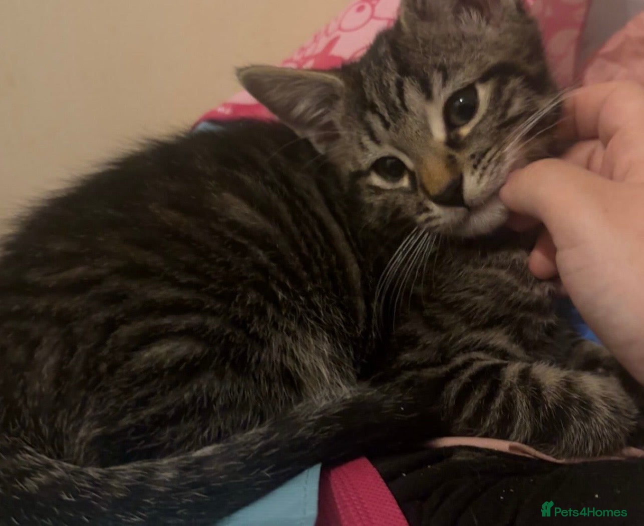 Mixed Breed cats Gorgeous friendly kittens ready to go now - Advert 1