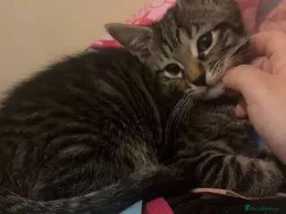 Mixed Breed cats Gorgeous friendly kittens ready to go now - Advert 1