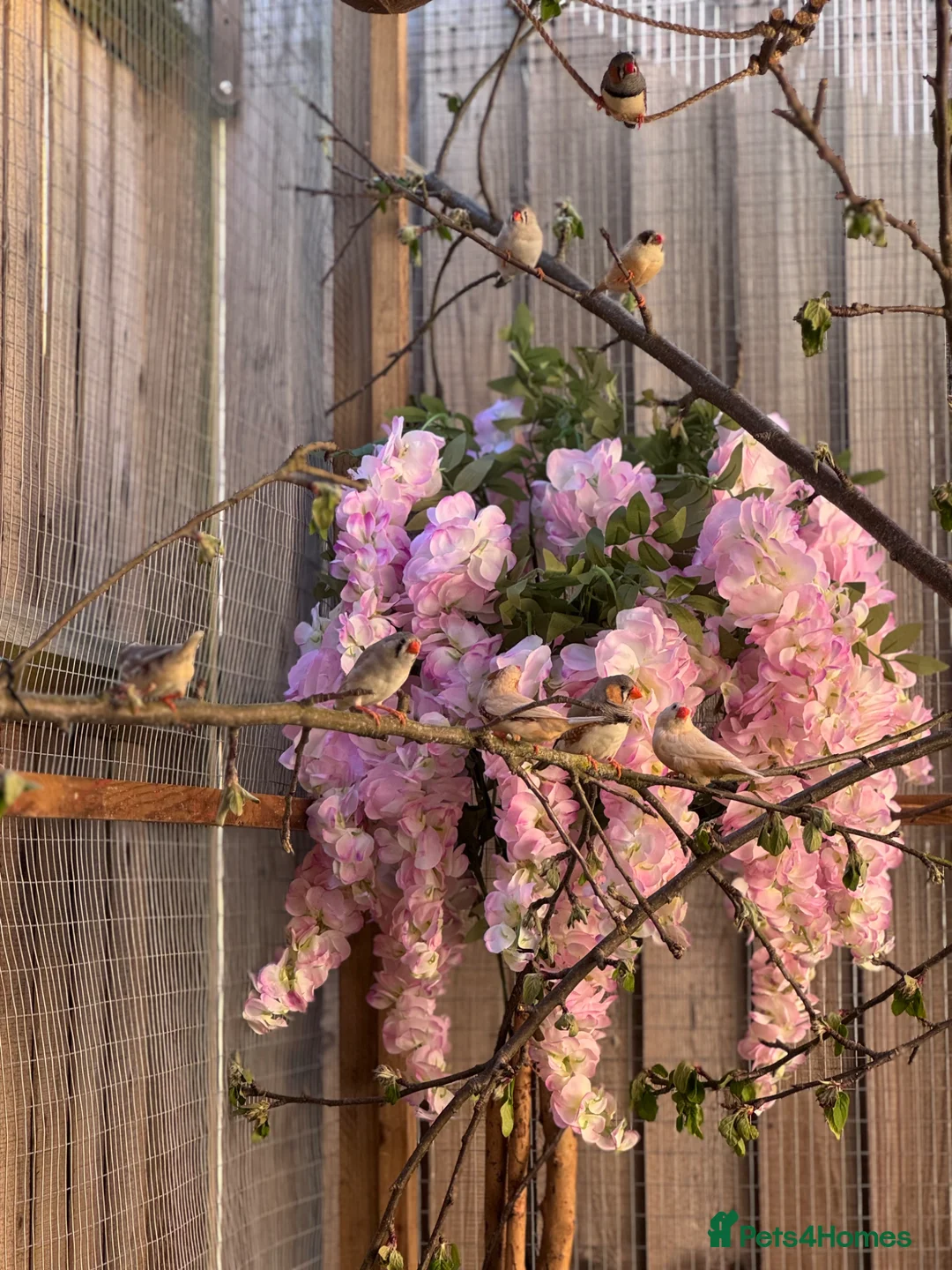 Finches birds for sale: Zebra Pairs  - Advert 2