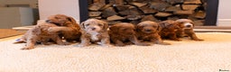 Mixed Breed dogs for sale: Beautiful litter of Australian labradoodles  - Advert 1