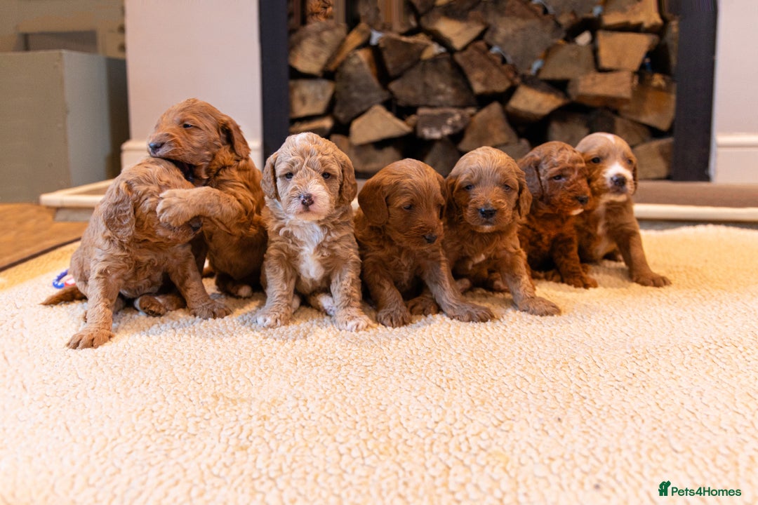 Mixed Breed dogs for sale: Beautiful litter of Australian labradoodles  - Advert 1