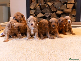Mixed Breed dogs Beautiful litter of Australian labradoodles - Advert 11