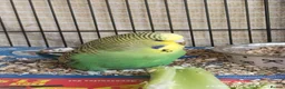 Budgerigars birds for sale: Baby Budgies boy and girl - Advert 11