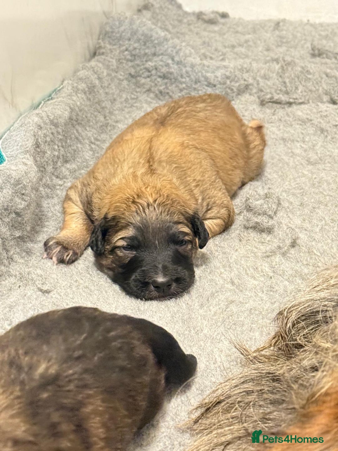 Mixed Breed dogs for sale: Huntaway x  Collie puppies - Advert 9