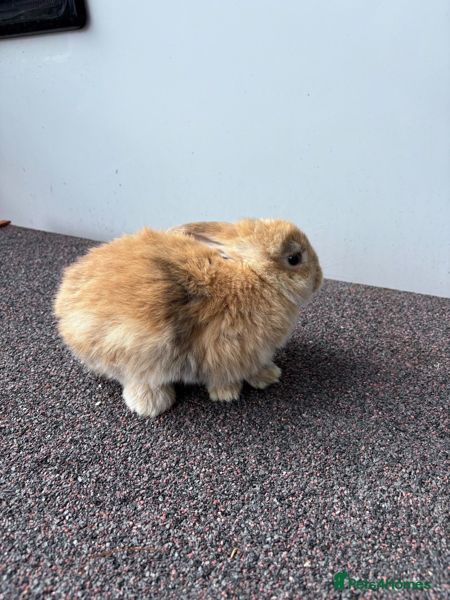 Mini Lop rabbits Mini Lop Kits - £80 - Four Marks, Alton - Advert 1
