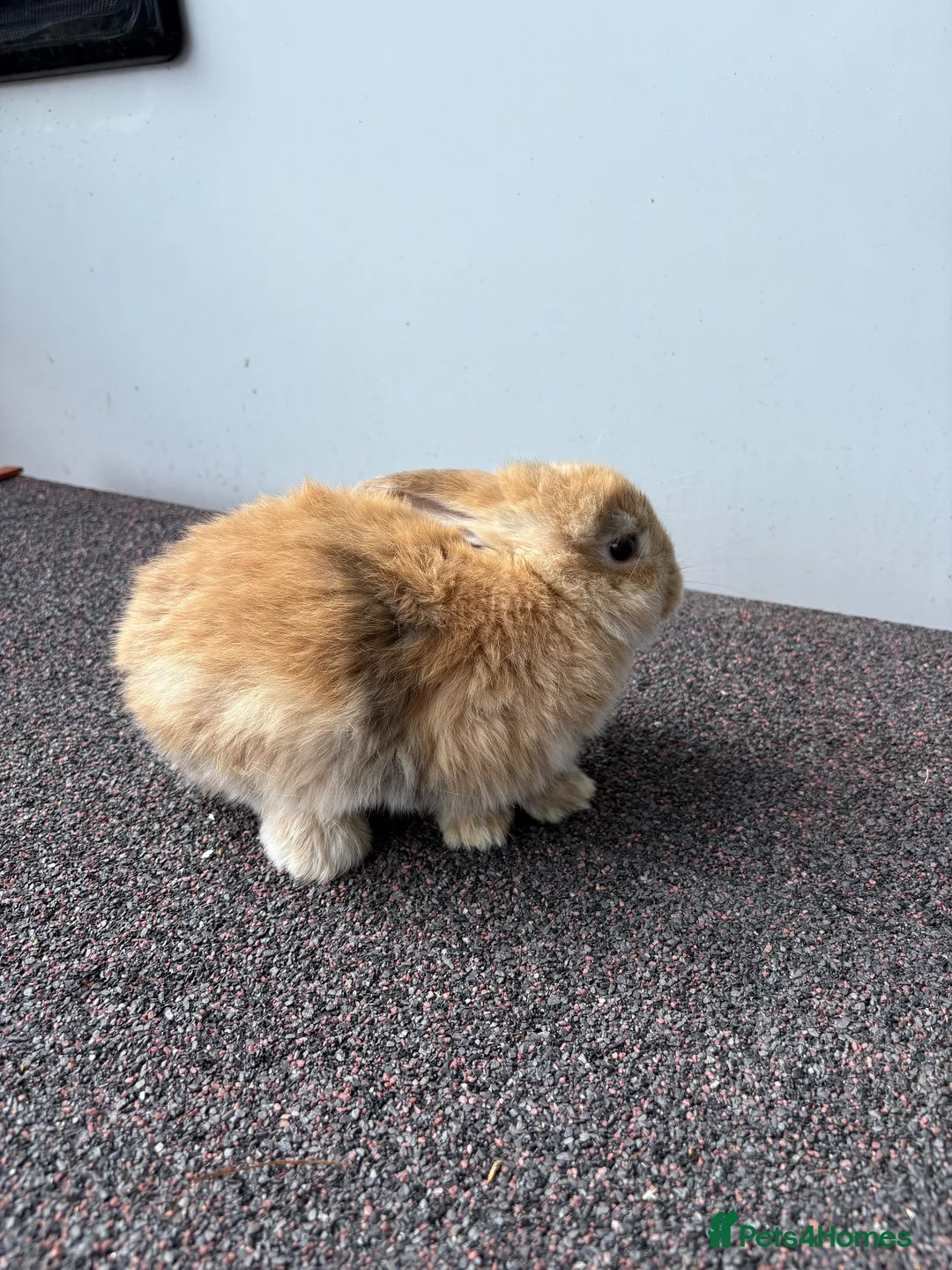 Mini Lop rabbits for sale: Mini Lop Kits - £80 - Four Marks, Alton - Advert 1