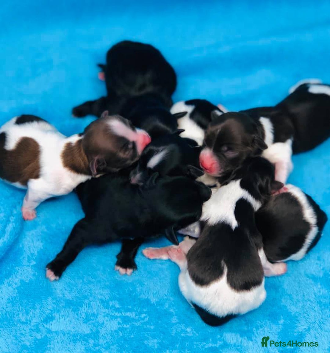 Havanese dogs for sale: Healthy, and full of joy Havanese pups. - Advert 6