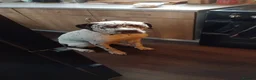 Mixed Breed dogs for sale: Dalmatian cross  - Advert 3