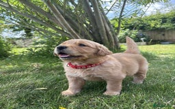 Golden Retriever dogs for sale: Kc pedigree golden retrievers (fox red  in Malton - Image 29