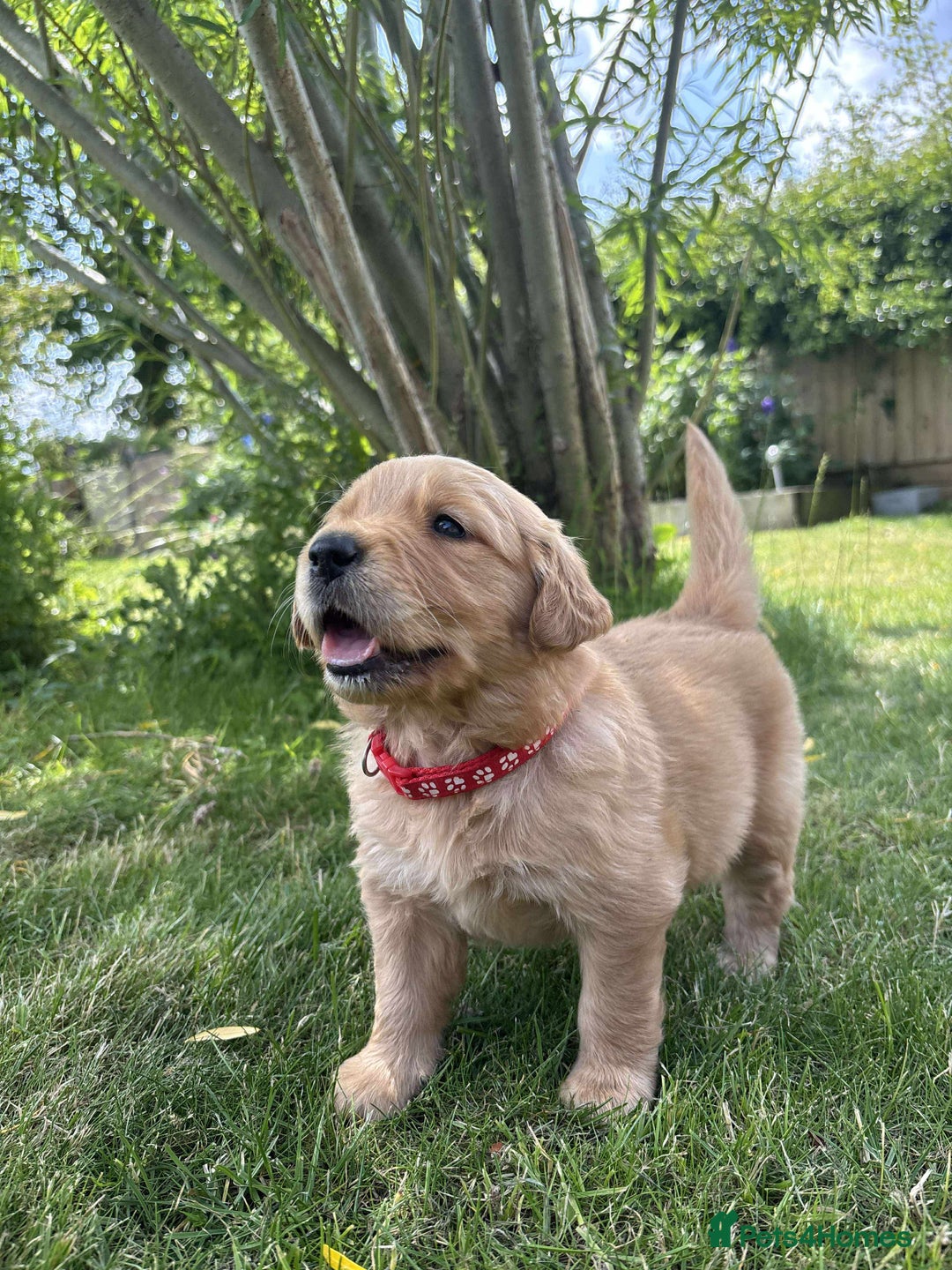 Golden Retriever dogs for sale: Kc pedigree golden retrievers (fox red  in Malton - Image 29