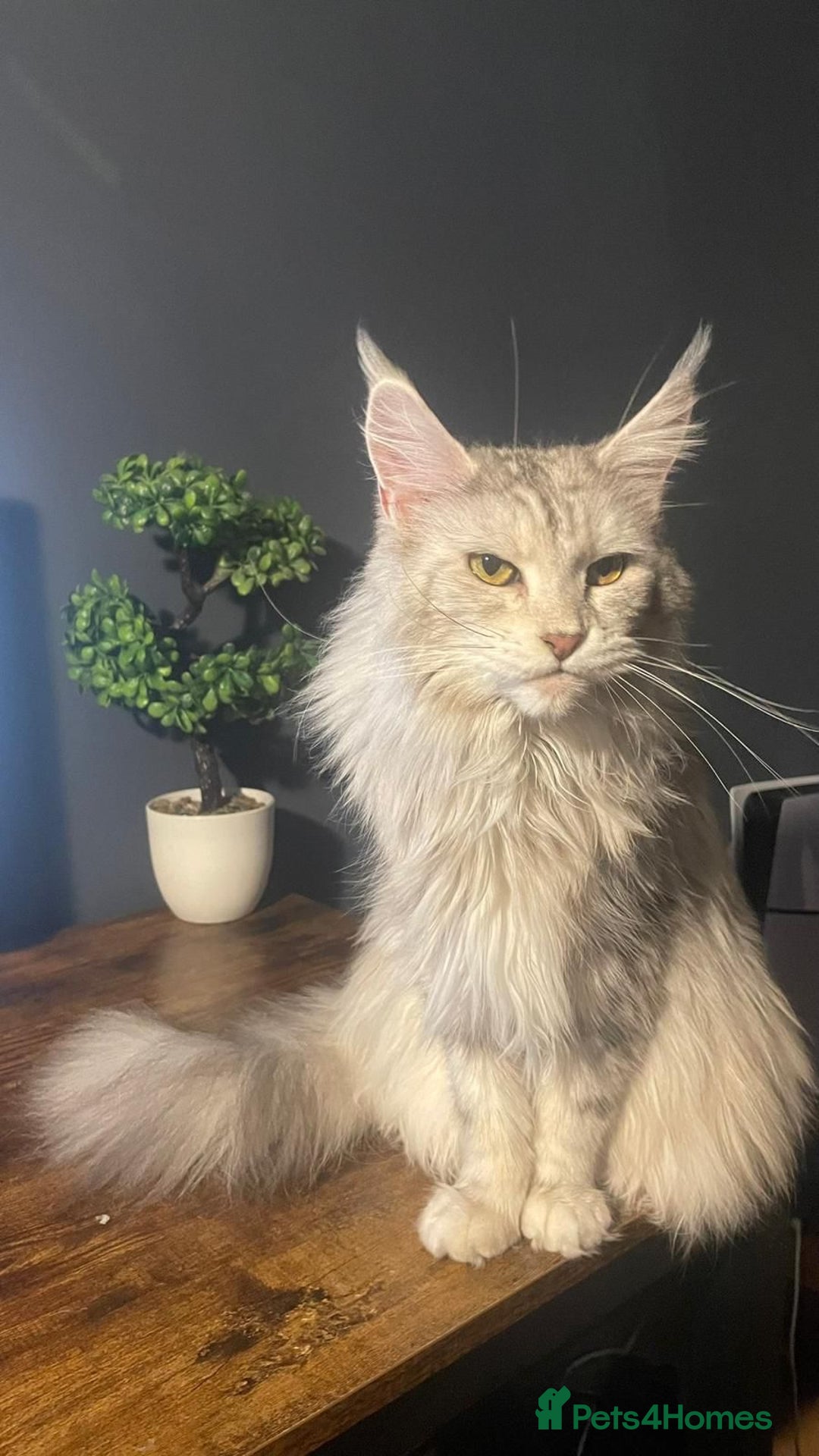 Maine Coon cats for sale: 5 Stunning GCCF Maine Coon Kittens  - Advert 2