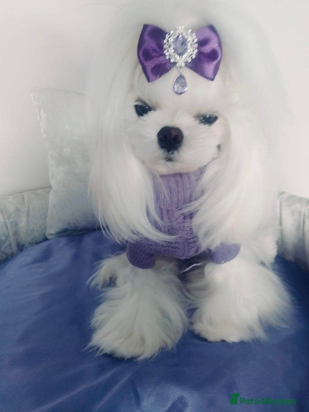 Maltese dogs for stud: 💜DNA health tested Tiny Korean Maltese boy💜 - Advert 6