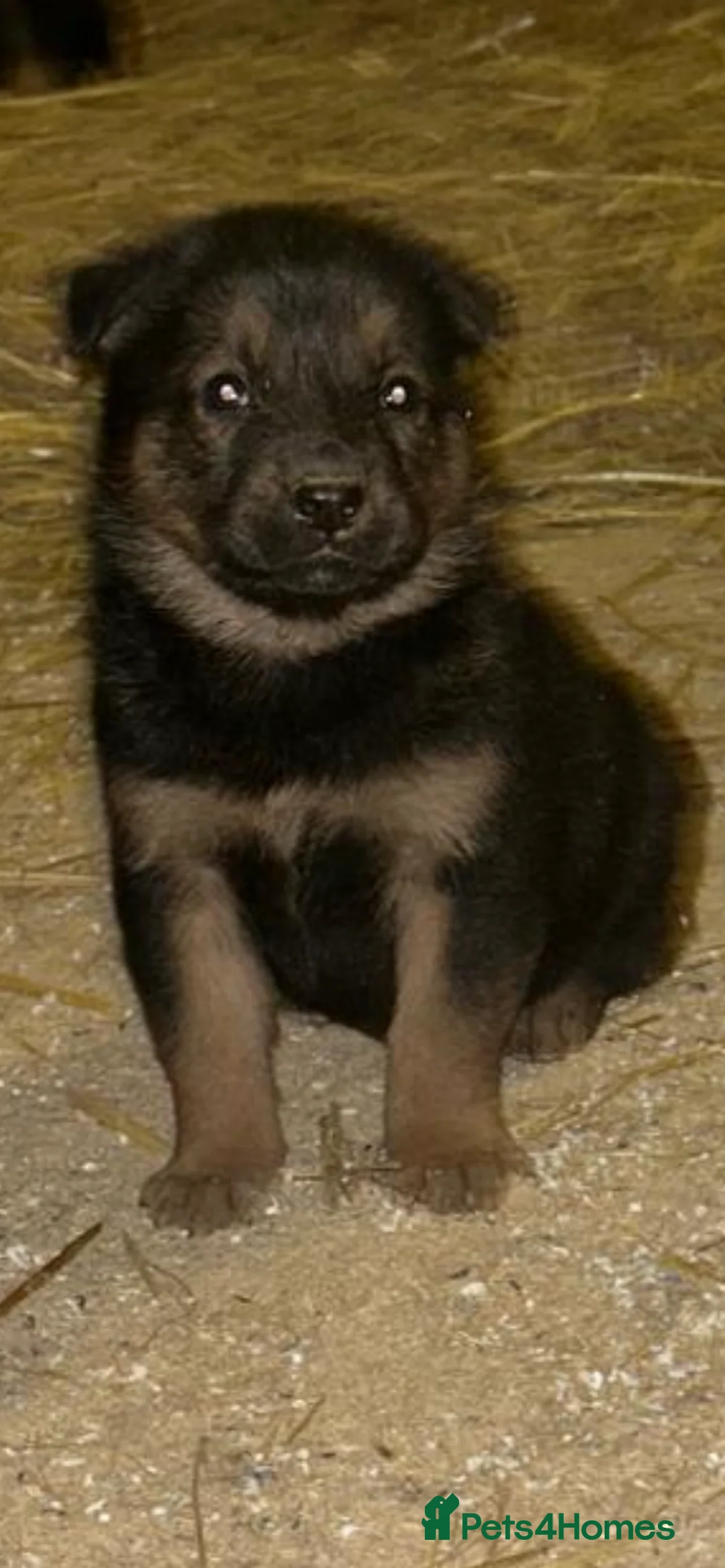 German Shepherd dogs for sale: Beautiful big German shepherd pups available  - Advert 6