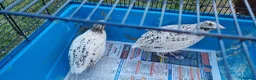 Quail poultry for sale: Coturnix quail - Advert 3