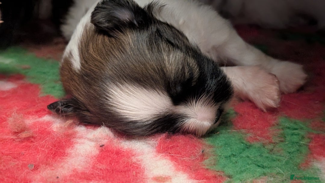 Papillon dogs for sale: Stunning papillon girls  - Advert 11