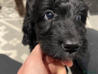 Labradoodle dogs ⭐️ Puppies Ready Now⭐️ - Advert 2