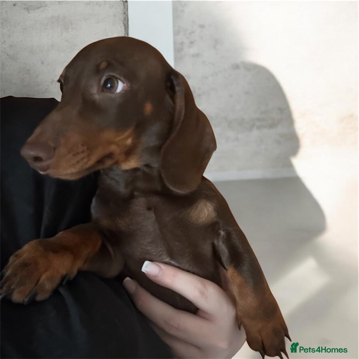 Miniature Dachshund dogs KC registered Male dachshund chocolate&tan - Advert 16