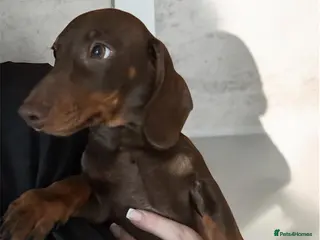 Miniature Dachshund dogs KC registered Male dachshund chocolate&tan - Advert 16