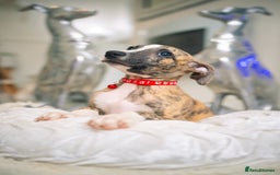 Whippet dogs for sale: Sadly for rehoming mother and son kc whippets. - Image 4