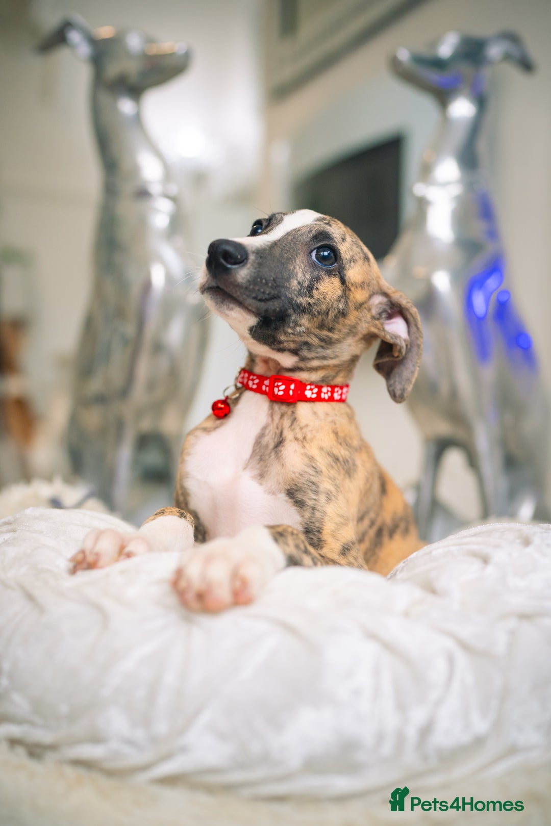 Whippet dogs for sale: Sadly for rehoming mother and son kc whippets. - Image 4