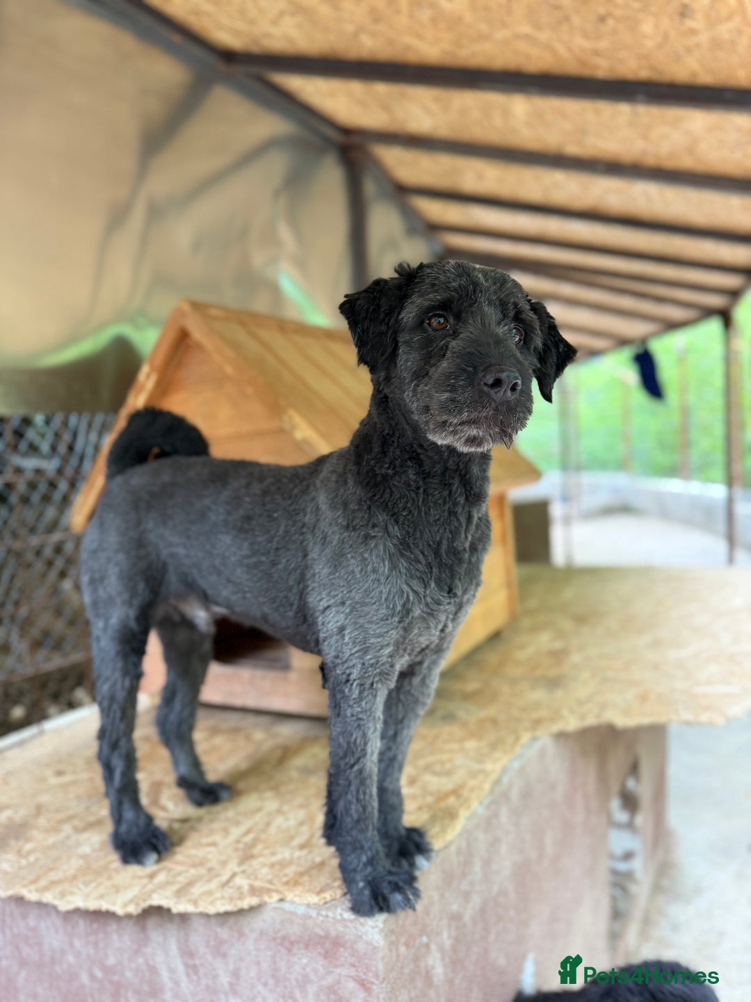 Mixed Breed dogs for adoption: Buzz needs a home - Image 9