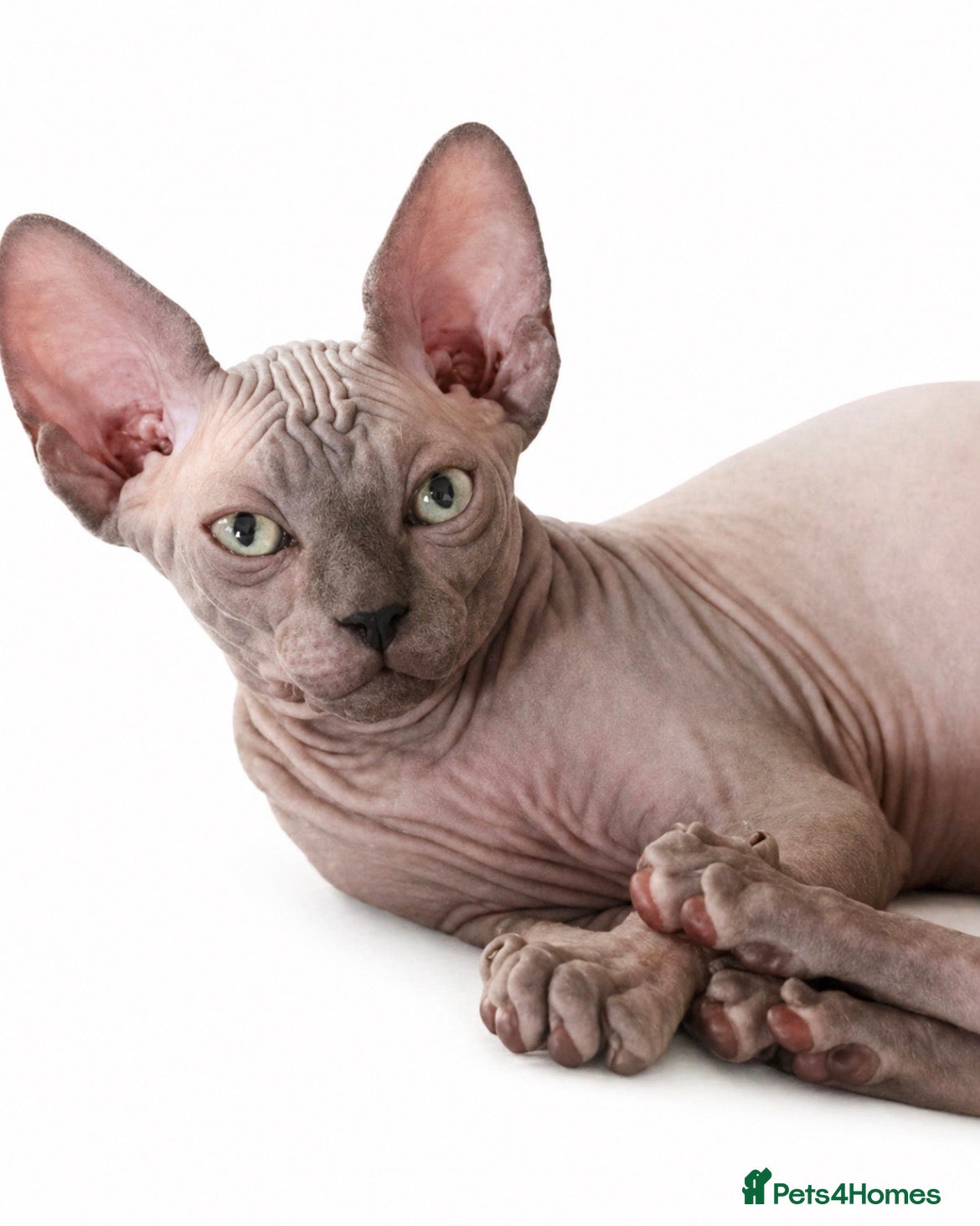Sphynx cats Exceptional Sphynx Kittens last boy and girl - Advert 2