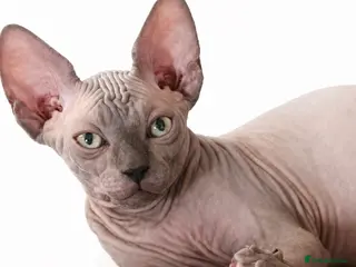Sphynx cats for sale: Exceptional Sphynx Kittens last boy and girl - Advert 2