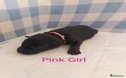 German Shepherd dogs for sale: German Shepherd Puppies - Image 10
