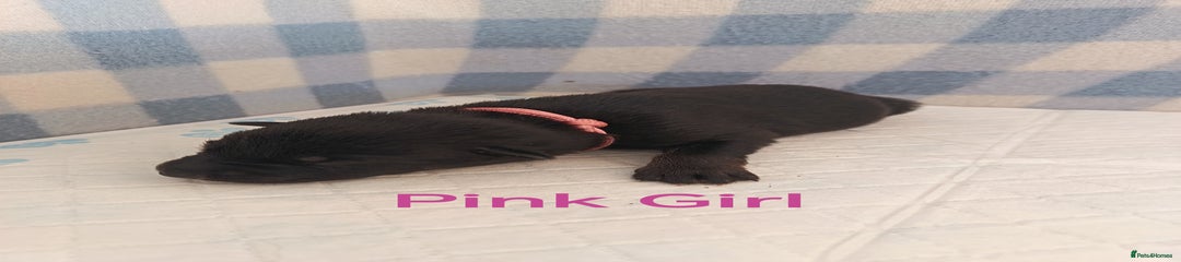 Pink Girl