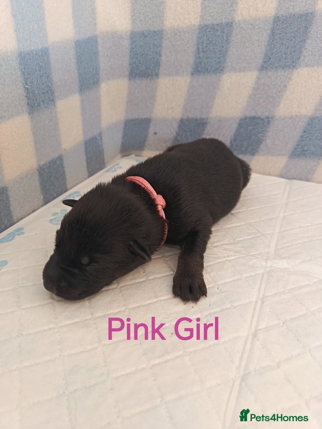 German Shepherd dogs for sale: German Shepherd Puppies - Image 10