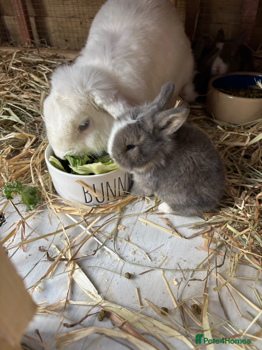 Mixed Breed rabbits for sale: Baby bunnies in Worthing - Advert 2