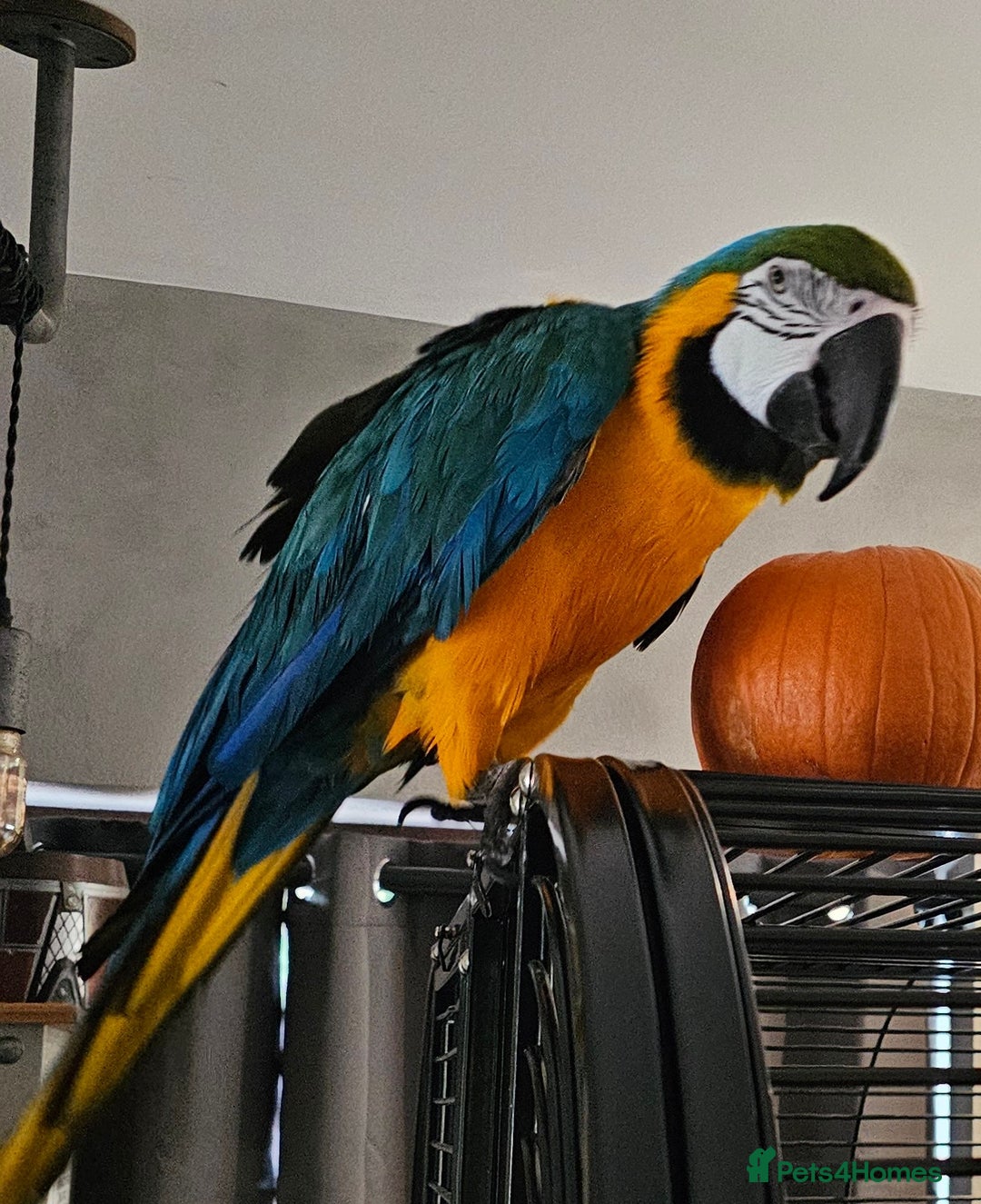 Macaws birds for sale: Bubbly, chatty and hilarious blue and gold macaw - Image 4