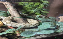 Python Snake reptiles for sale: Male fire het clown Ball Python - Image 3
