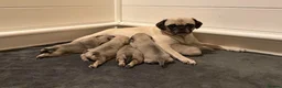 Pug dogs for sale: 🐾 scknz Pug Puppies Available Loving Pet Homes 🐾 - Advert 7