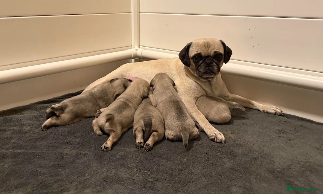 Pug dogs for sale: 🐾 scknz Pug Puppies Available Loving Pet Homes 🐾 - Advert 7