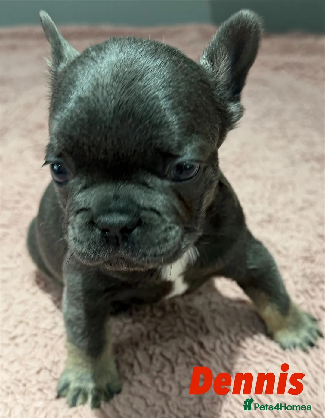 French Bulldog dogs for sale: French bulldog puppies - ready end of feb - Advert 15