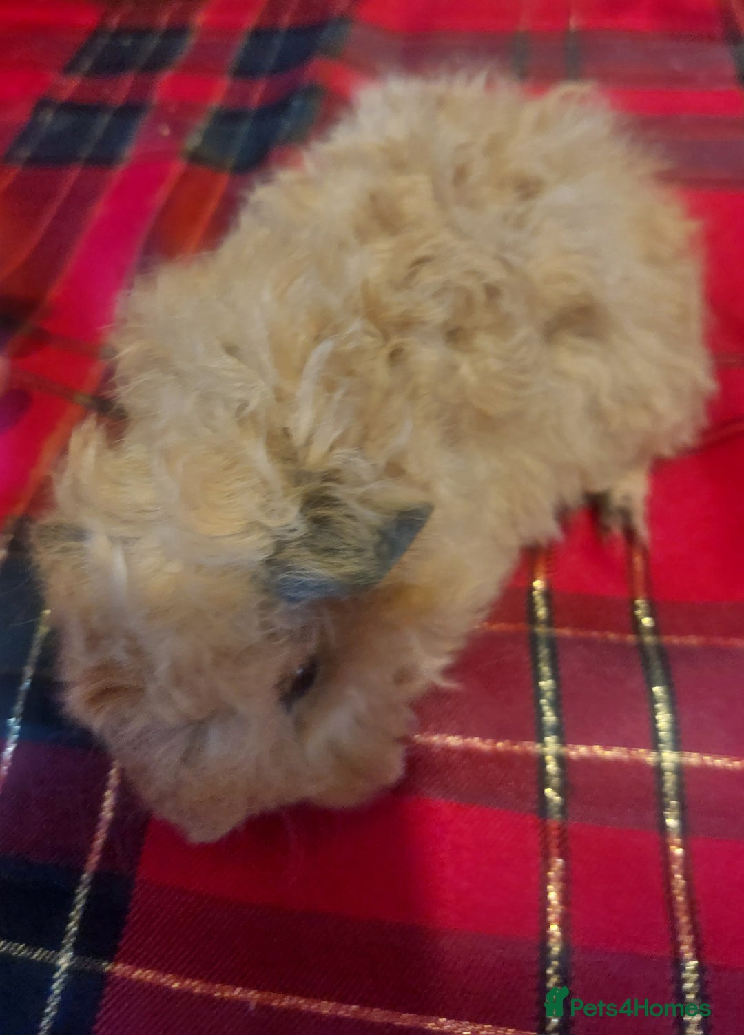 Guinea Pig rodents for sale: Lunkarya texal guineapigs  - Advert 2