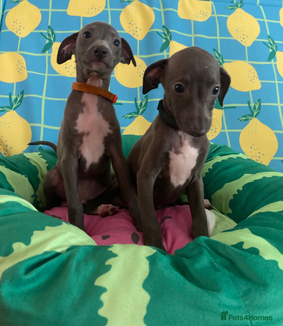 Italian Greyhound dogs for sale: Ready now 6 stunning blue boys kc reg - Image 23