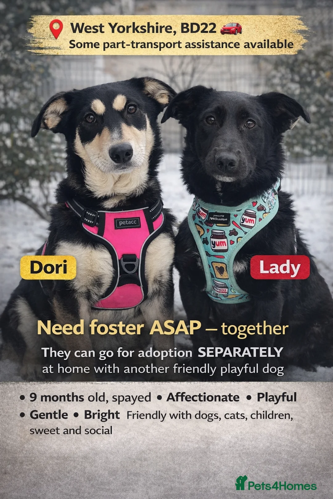 Mixed Breed dogs for adoption: ❤️LADY&DORI❤️ Small Gentle and Social Sisters - Advert 1
