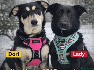 Mixed Breed dogs ❤️LADY&DORI❤️ Small Gentle and Social Sisters - Advert 1