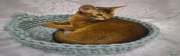 Abyssinian cats for sale: LAST TWO BOYS,champion line Abyssinian kittens🎖 - Advert 20